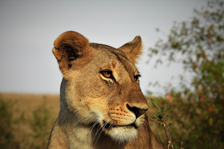 Excursión de un día a Nairobi