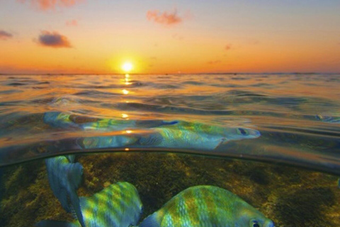 De Recife : Tour pour Porto de GalinhasVisite de Porto de Galinhas - départ de Recife