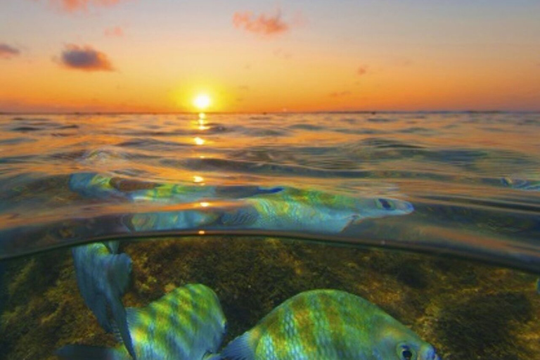 From Recife : Tour for Porto de Galinhas Tour for Porto de Galinhas - departure from Recife