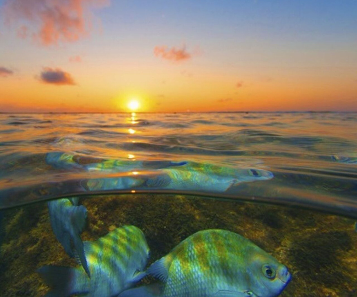 From Recife : Tour for Porto de Galinhas