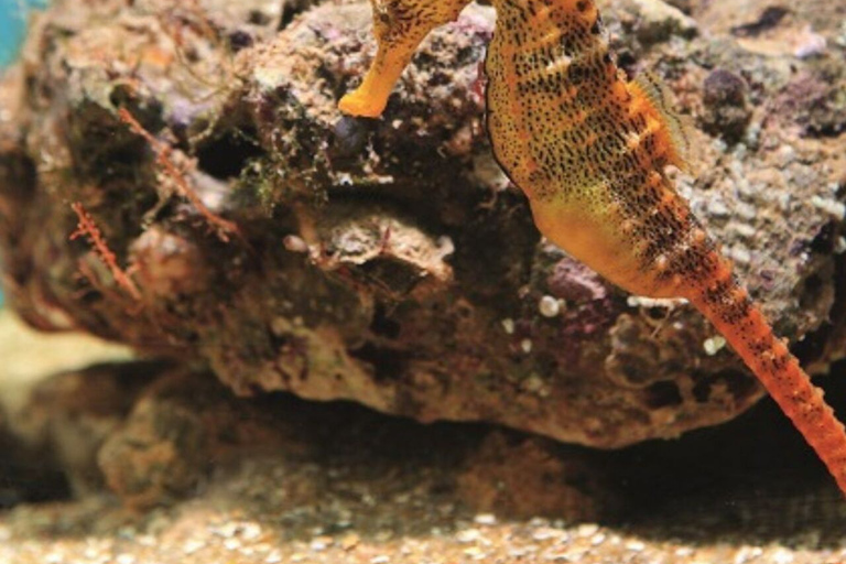 From Recife : Tour for Porto de Galinhas Tour for Porto de Galinhas - departure from Recife