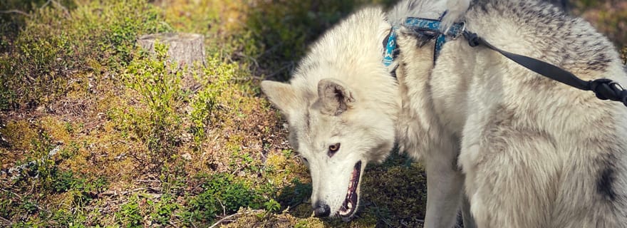 Into the Woods... - Visite privée