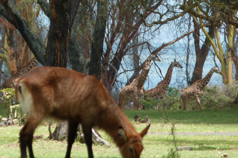 Excursion d'une journée au lac Naivasha, y compris l'île du Croissant