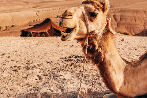 Marrakech: cena nel deserto di Agafay con musica e spettacolo di fuoco