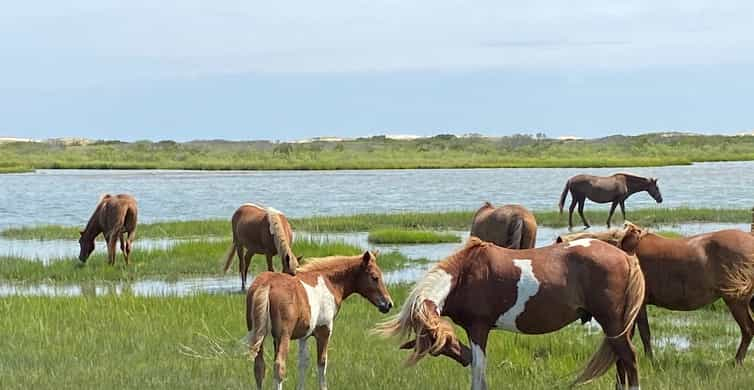 Ocean City: Assateague Island Morning Cruise | GetYourGuide