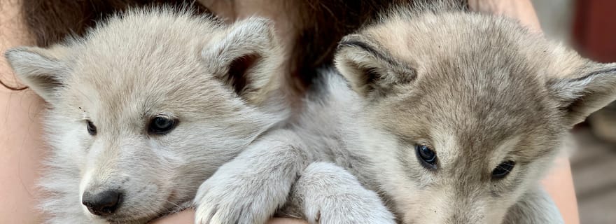 Parmi les loups – Visite privative