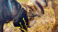 Le Loup Coudly - Hizvo