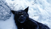 Le Loup Coudly - Hizvo
