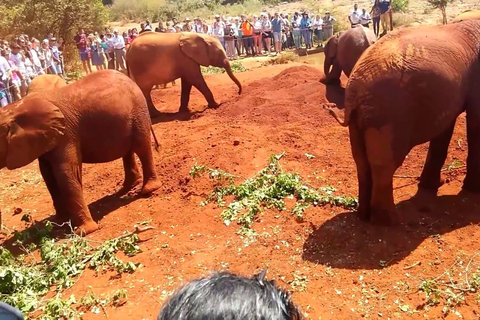 Half day Nairobi tour including shedrick and giraffe center