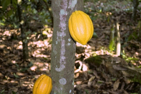 Visita el Jardín de Aburi, la Granja de Cacao Tetteh Quarshie y las Cascadas