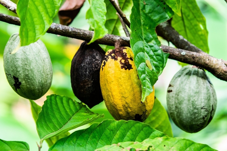Visita el Jardín de Aburi, la Granja de Cacao Tetteh Quarshie y las Cascadas