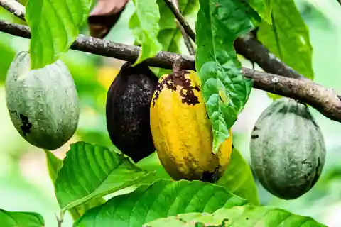 Visit Aburi Garden, Tetteh Quarshie Cocoa Farm & Waterfall