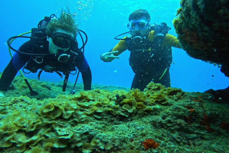 Tenerife : Essayez la plongée pour les débutants dans la zone des tortuesEssai de plongée pour les débutants dans la région des tortues