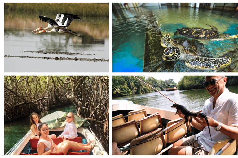 Madu Ganga : excursion en bateau sur la lagune des mangroves et Bentota