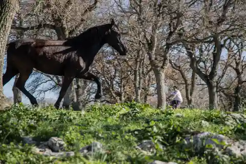Martina Franca e-bike tour and visit to a breeding