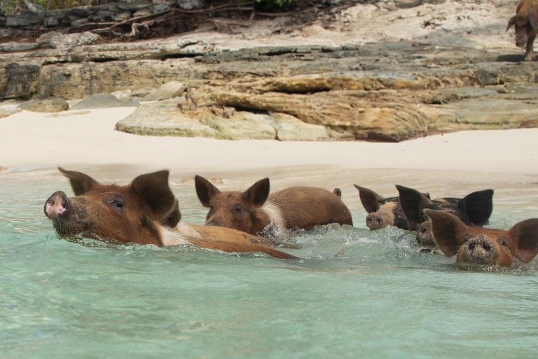 Schwimmende Schweine - Schweine können nicht fliegen, aber sie können schwimmen!