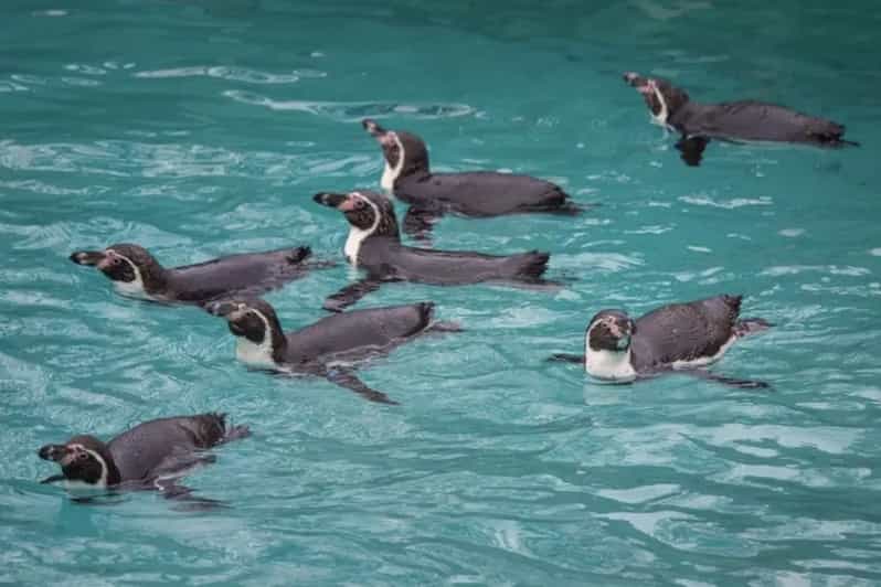 Philadelphia Philadelphia Zoo Entry Ticket GetYourGuide