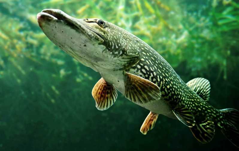 Fishing Guide Southtyrol-Trento: Pike, Perch, Trout