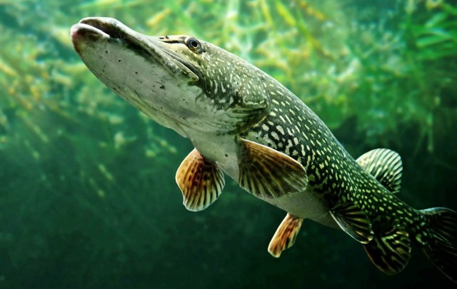 Visit Fishing Guide Southtyrol-Trento Pike, Perch, Trout in Trento, Trentino-Alto Adige, Italy