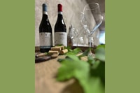 Monforte d'Alba, gira por la bodega, degustación de vinos y panorama - Housity