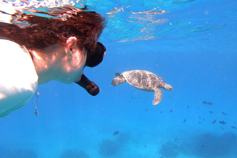 Oahu: Waikiki Private Snorkeling and Wildlife Boat TourWaikiki Private Snorkeling and Wildlife Boat Tour