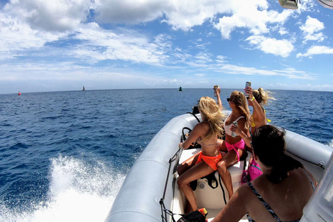 Oahu: Waikiki Private Snorkeling and Wildlife Boat TourWaikiki Private Snorkeling and Wildlife Boat Tour