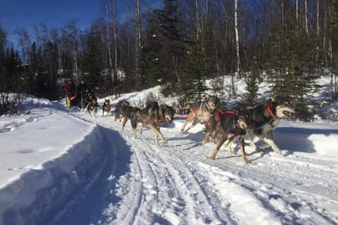 Palmer: "Dogs and Glaciers" Rodelen en Helikoptertour
