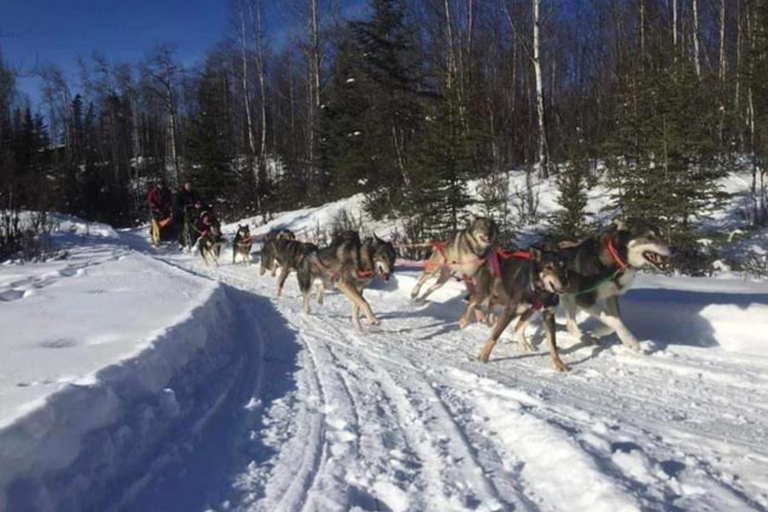 Palmer: "Dogs and Glaciers" Rodelen en Helikoptertour