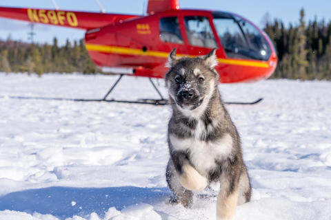Palmer: "Dogs and Glaciers" Rodelen en Helikoptertour