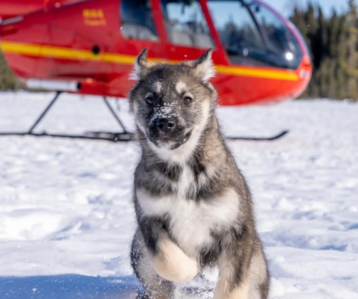 Palmer: "Dogs and Glaciers" Sledding and Helicopter Tour