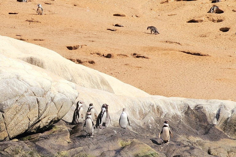 Observation des pingouins, promenades à cheval et barbecue Plage et dunes de Stgo
