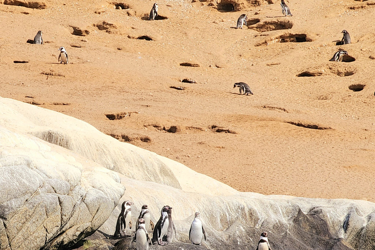 Observation des pingouins, promenades à cheval et barbecue Plage et dunes de Stgo