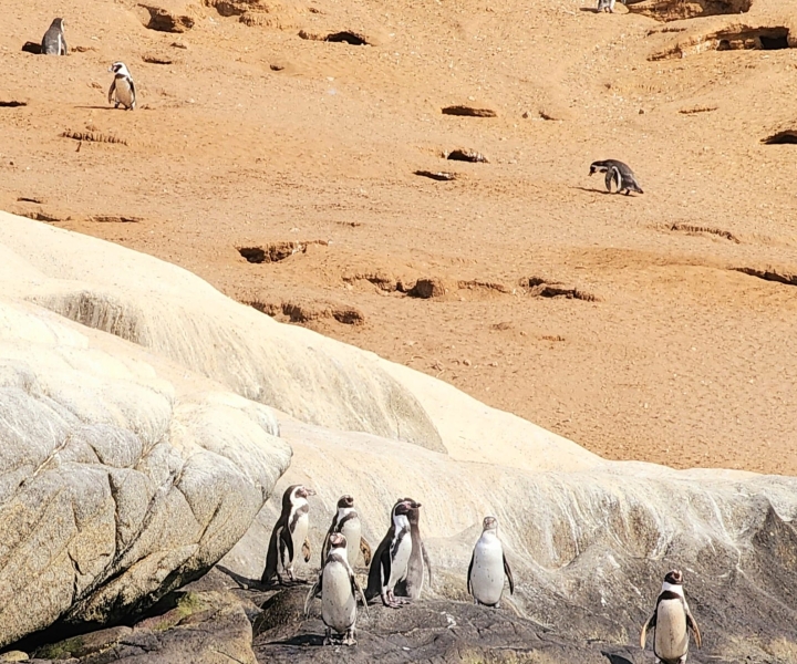 Penguins Watching&HorseRiding&Barbecue Beach&Dunes FromStgo