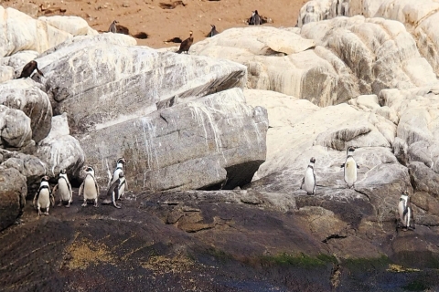 Observation des pingouins, promenades à cheval et barbecue Plage et dunes de Stgo