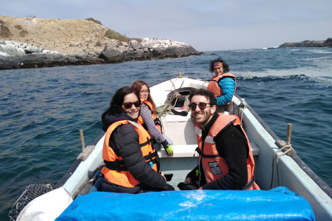 Osservazione dei pinguini e equitazione e barbecue spiaggia e dune da Stgo