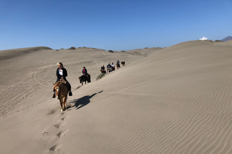 Observation des pingouins, promenades à cheval et barbecue Plage et dunes de Stgo