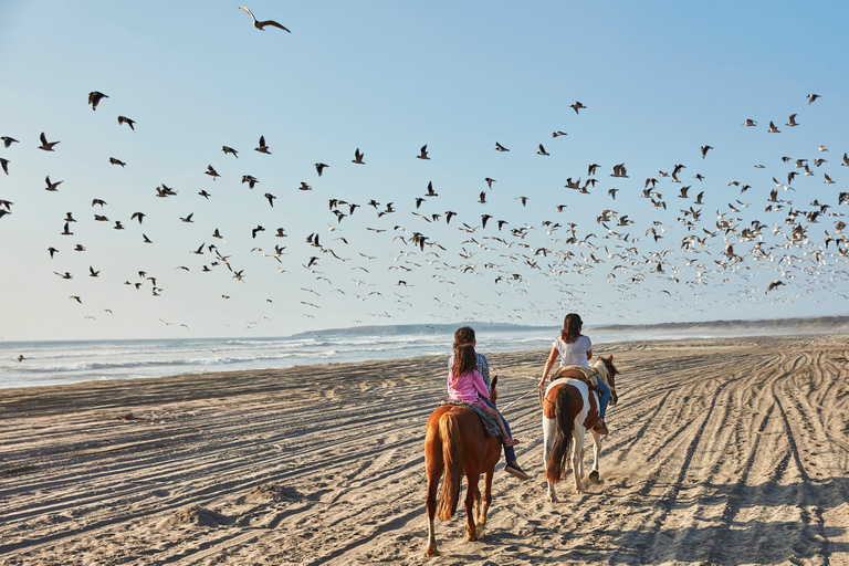 Observation des pingouins, promenades à cheval et barbecue Plage et dunes de Stgo