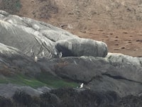 Penguins regardant l'île Cachagua à Zapallar depuis Santiago - Housity
