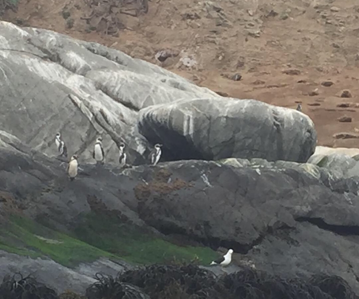 Avistamiento de Pingüinos Isla Cachagua en Zapallar Desde Santiago