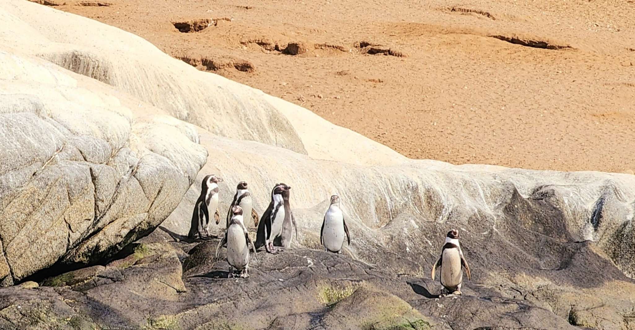 Penguins Watching Cachagua Island in Zapallar From Santiago - Housity