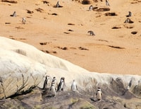 Penguins regardant l'île Cachagua à Zapallar depuis Santiago - Housity