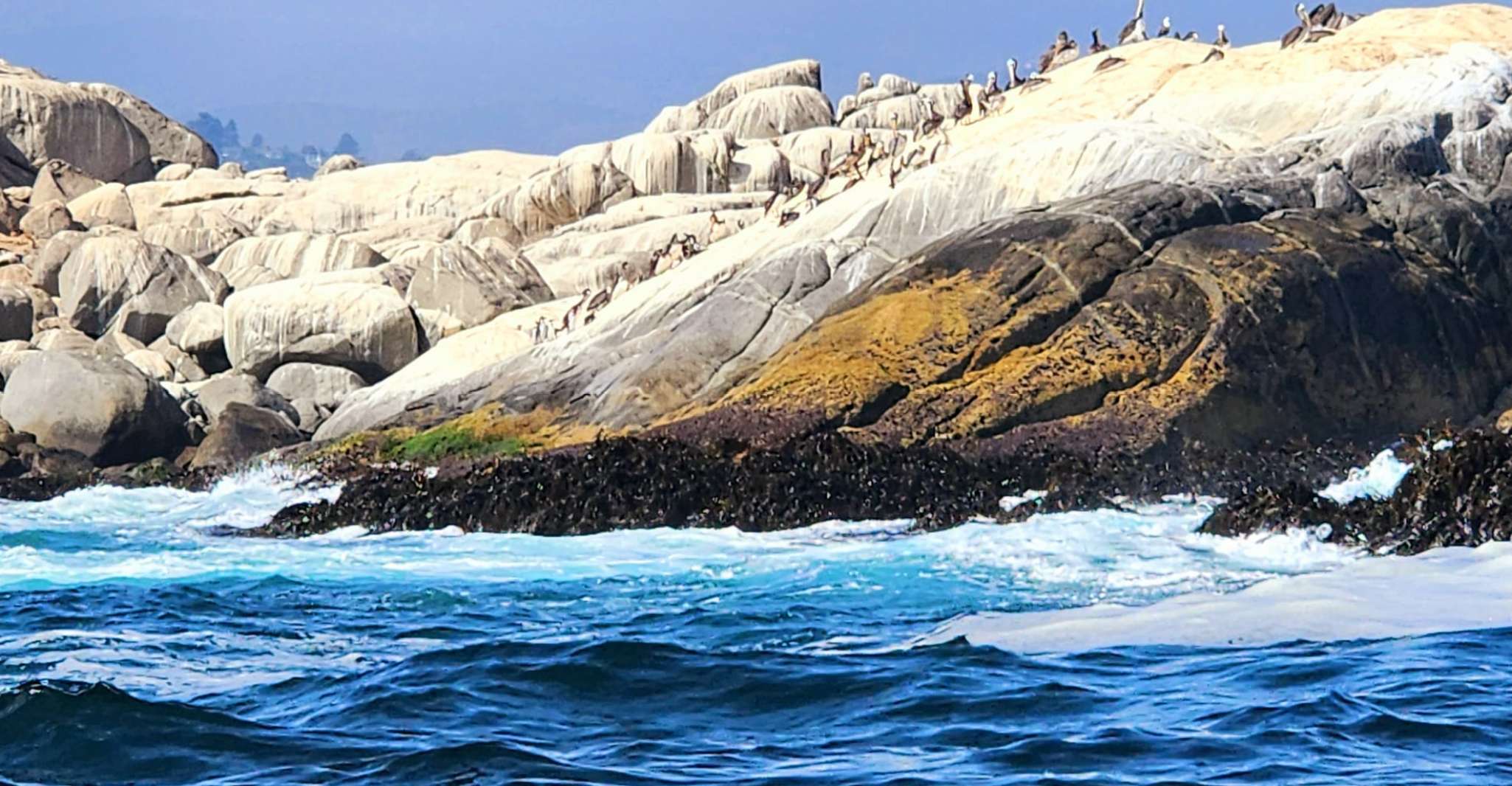 Penguins Watching Cachagua Island in Zapallar From Santiago - Housity