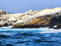 Penguins regardant l'île Cachagua à Zapallar depuis Santiago - Housity