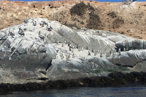 Pinguïns kijken naar het eiland Cachagua in Zapallar vanuit SantiagoPinguïns kijken naar het eiland Cachagua in Zapallar VANUIT SANTIAGO