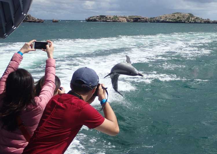 Rockingham: tour delle Isole Shoalwater e Penguin Island
