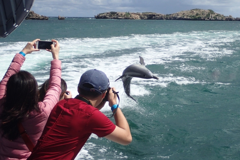 Rockingham : Visite d'une heure des îles Shoalwater et de l'île des pingouins