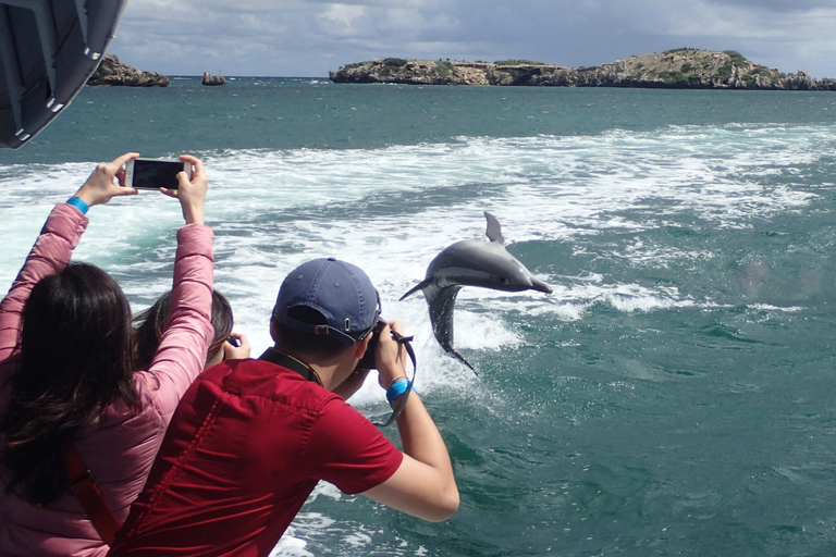 Rockingham: Passeio pelas Ilhas Shoalwater e Ilha dos PinguinsRockingham: Excursão de 1 hora às Ilhas Shoalwater e Ilha dos Pinguins