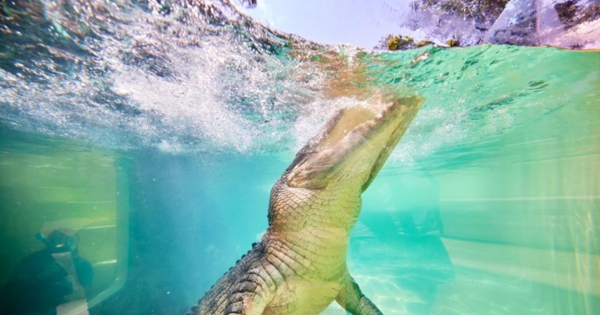 Wildlife Tour & Mossman GetYourGuide