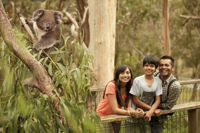 From Melbourne: Penguin Parade & Maru Koala Park Tour