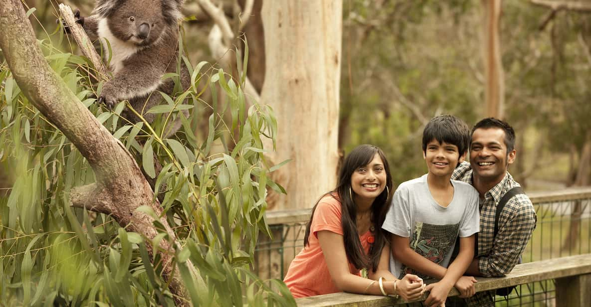 From Melbourne Penguin Parade Maru Koala Park Tour GetYourGuide